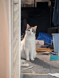 Lupi's cat (very shy!)