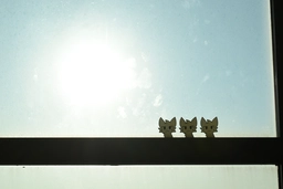 The Boykisser Council