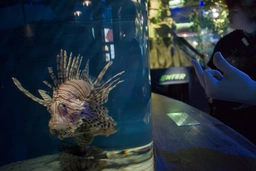 someone (Scrumble maybe) flipping off a fish