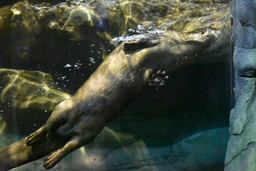 (1/2) otter with the zoomies