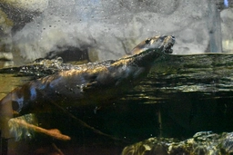 (2/2) otter with the zoomies