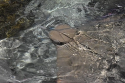 stingray eating the shrimp