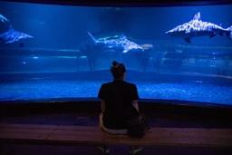 me at the shark tank