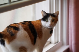 Daisy in the windowsill