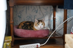 Peach in her cat bed