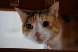 Peach checking me out on the staircase