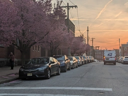 beautiful cherry blossums along the sidewalk