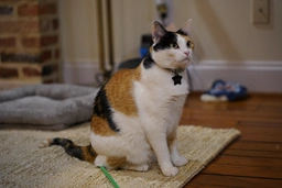 Peach sitting very politely on the floor