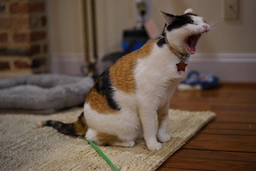 A very sleepy Peach yawns VERY big and you can see her teefies