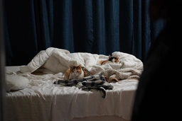 Peach and Daisy on the bed